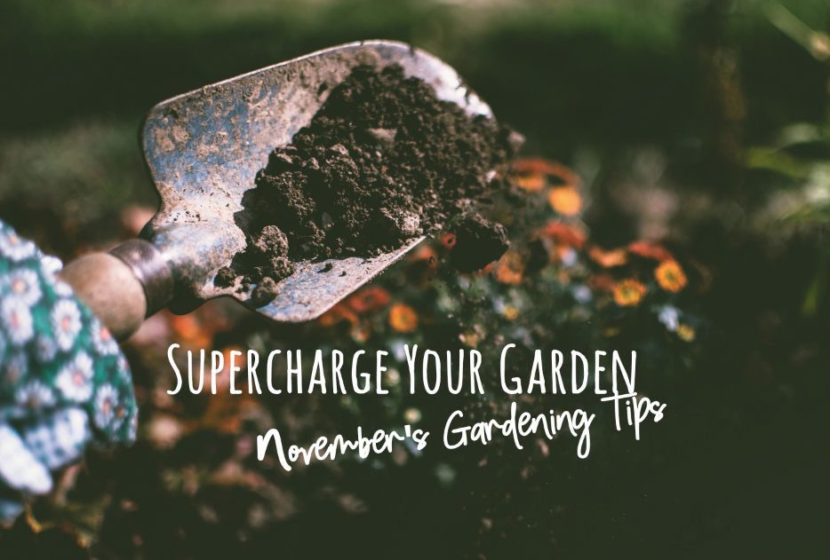 Supercharge Your Garden: November Tips and the Power of Super Charger Pellets🌱🌿🌞