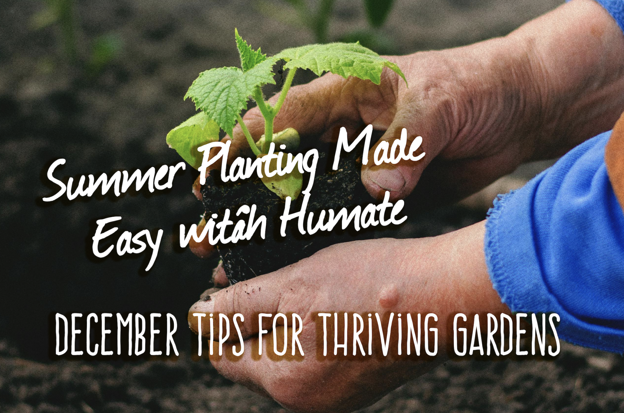 Summer Planting Made Easy: December Tips for Thriving Gardens with Humate